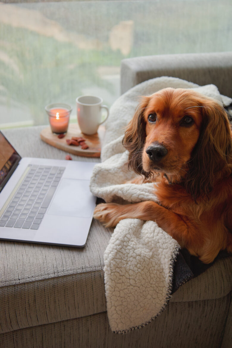 hashi-zest-and-the-city